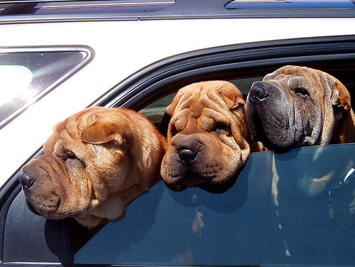 dogs-in-car